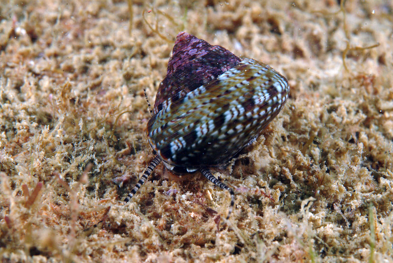 Gibbula umbilicaris